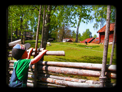 Oliver och fåren